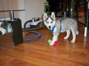 Mascul Husky pentru imperechere !