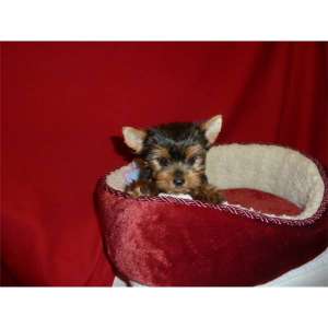 pui yorkshire terrier toy 2-3 luni !