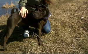 donez shar pei