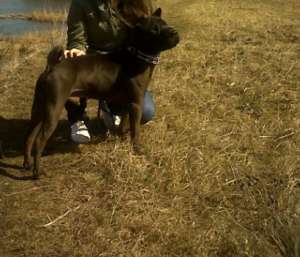 donez shar pei