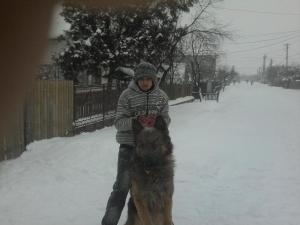 Vand 8 pui de Ciobanesc German