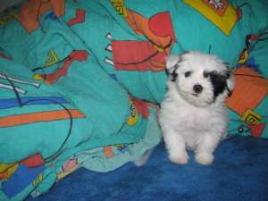 Super frumos    Bichon