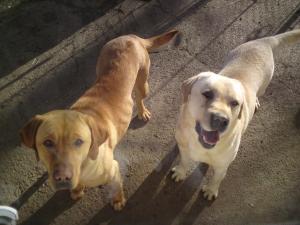 vand labrador auriu mascul