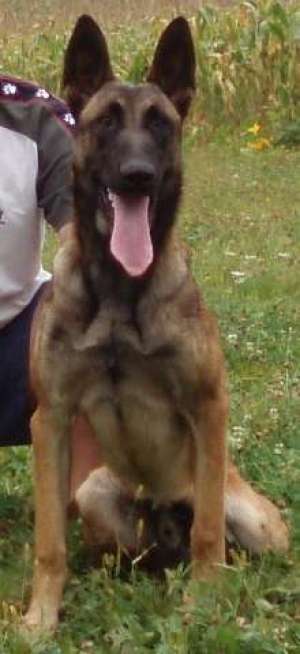MALINOIS