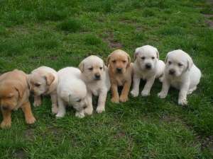 VAND PUI DE LABRADOR AURIU !!!