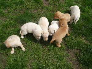 VAND PUI DE LABRADOR AURIU !!!