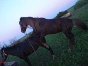aramasar