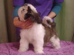 vanzare shih tzu,     deosebiti