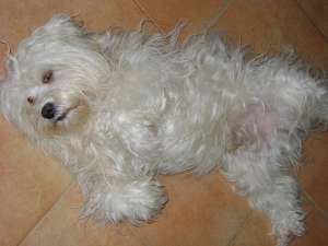 caut femela bichon maltez pt imperecheat