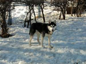 Vand husky siberian mascul
