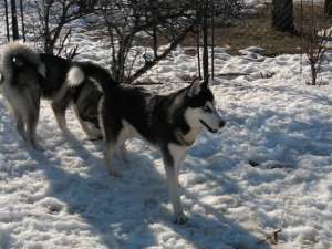 Vand husky siberian mascul