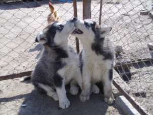 DE VANZARE HUSKY SIBERIAN