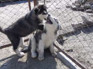 DE VANZARE HUSKY SIBERIAN