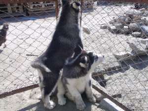 DE VANZARE HUSKY SIBERIAN
