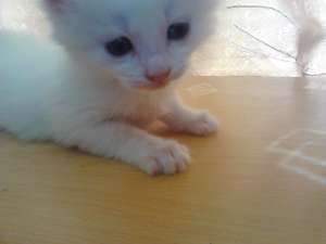 vand pui de pisica Angora Turceasca