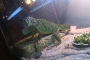 Vand iguana verde