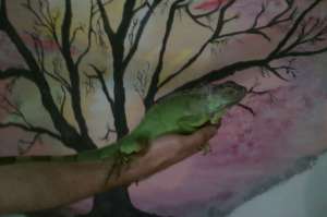 Vand iguana verde