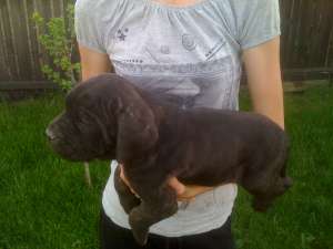 vand pui cane corso