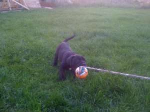 vand pui cane corso