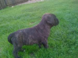 vand pui cane corso