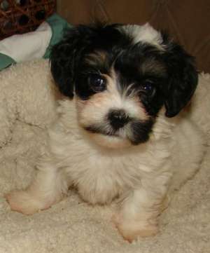 bichon havanez