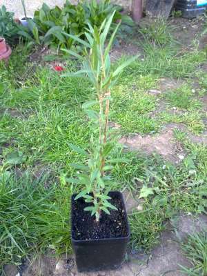 Vand plante GOJI 2 ani Germania