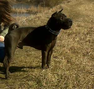 imperechere shar pei mascul