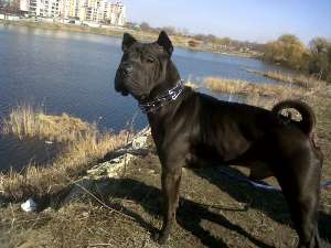 imperechere shar pei mascul