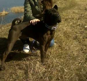 imperechere shar pei mascul