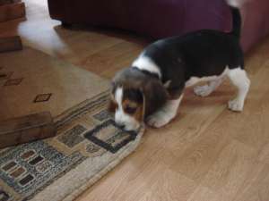 PUI BEAGLE DE VANZARE RASA PURA