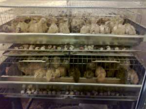 oua de prepelita  producator