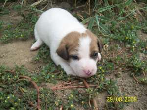 vand catei Jack Russell Terrier
