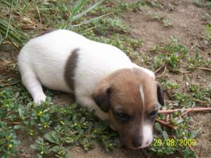 vand catei Jack Russell Terrier