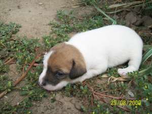 vand catei Jack Russell Terrier
