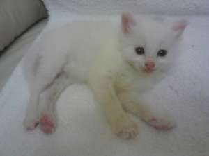 vand pui  Angora Turceasca