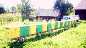 Vand 20 famili de albine