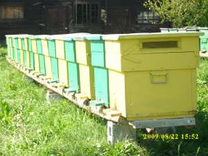 Vand 20 famili de albine