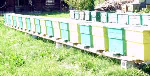 Vand 20 famili de albine