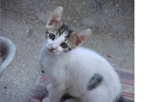 Ofer pisoi spre adoptie varsta 3 luni