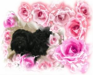 vand pui de bichoni maltese