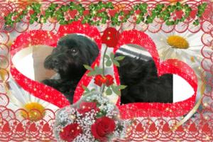 vand pui de bichoni maltese