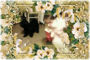 vand pui de bichoni maltese