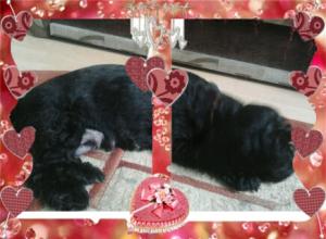 vand pui de bichoni maltese