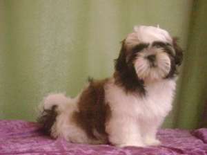 vand catei shih tzu deosebiti