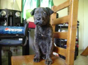 Vand pui CANE CORSO