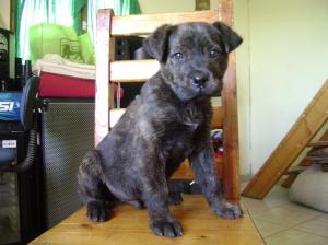 Vand pui CANE CORSO