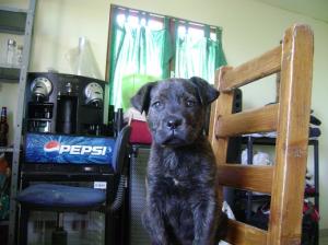 Cane Corso de vanzare