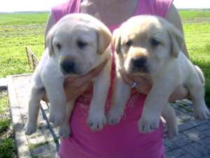 Labrador,  7 saptamani,  mascul