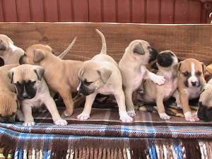 vand pui amstaff