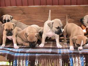 vand pui amstaff
